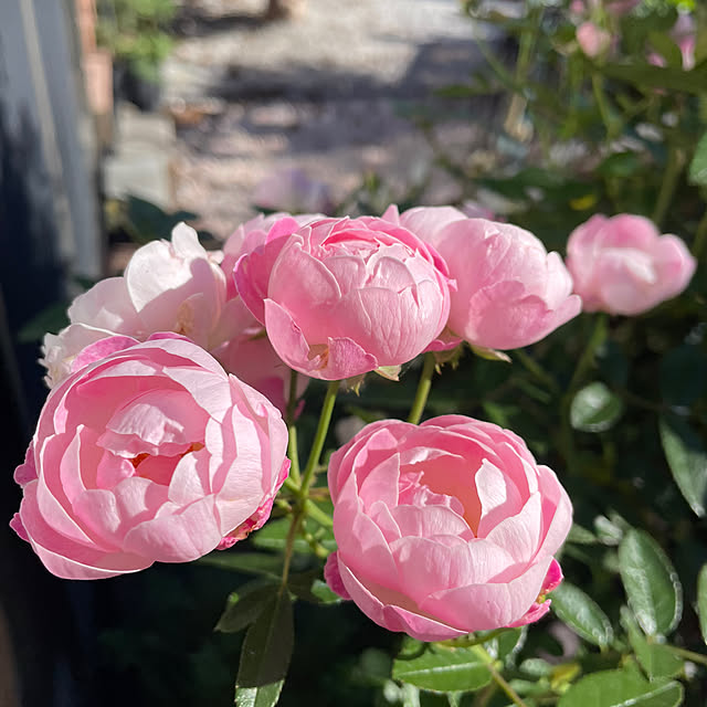 ronronさんの部屋