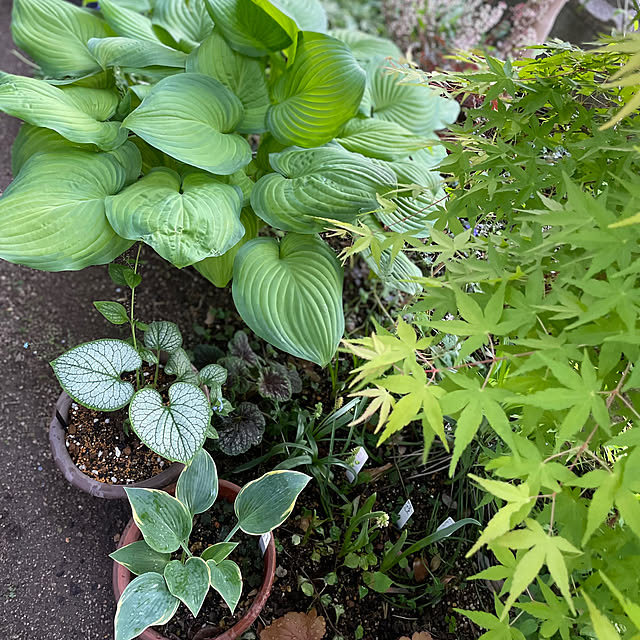 buchiさんの部屋