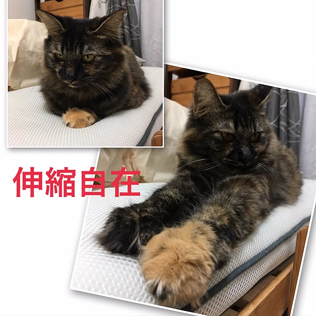 mikomaruさんの実例写真