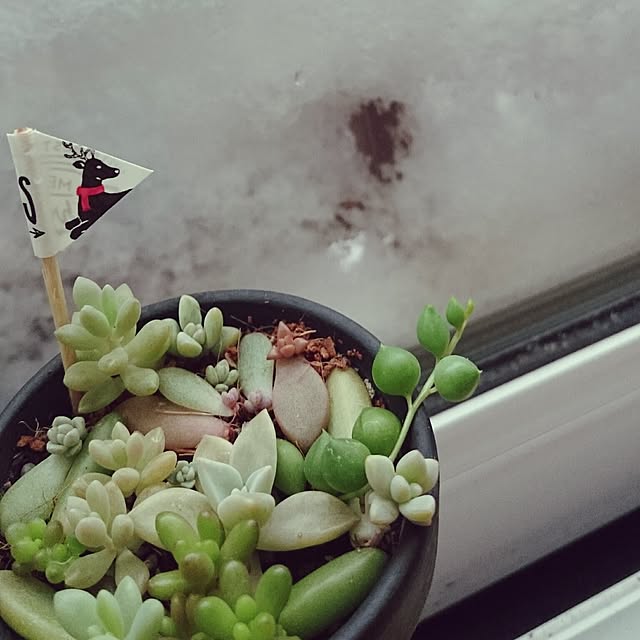 kuremaさんの実例写真