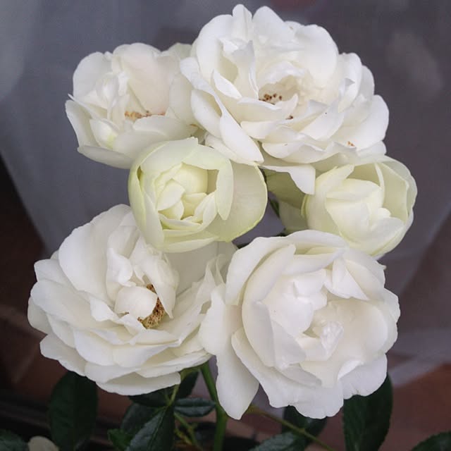 saqura_apartment101さんの実例写真
