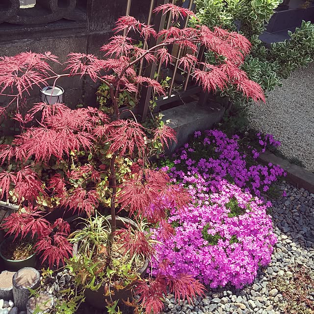 pu-toraさんの実例写真