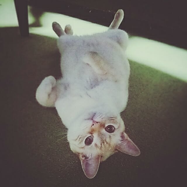 mntcさんの実例写真