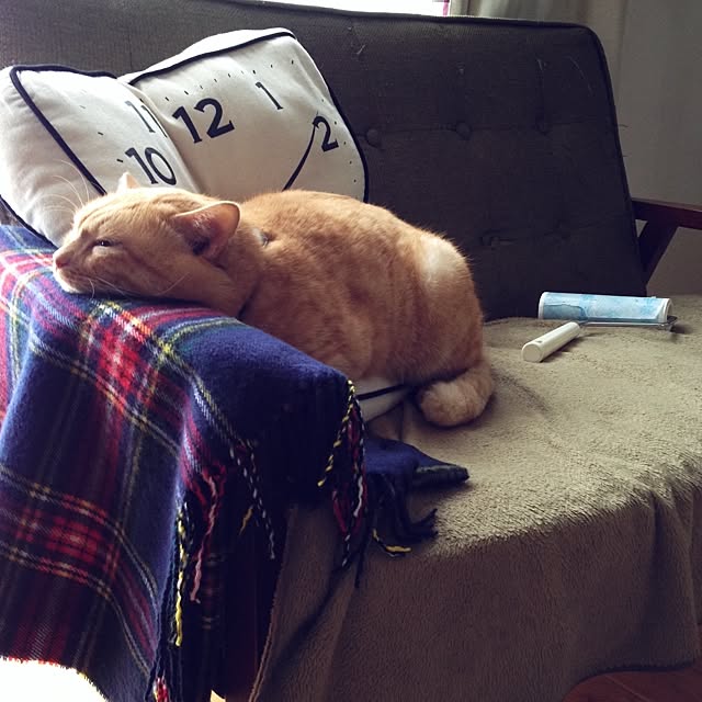 chiimalさんの実例写真