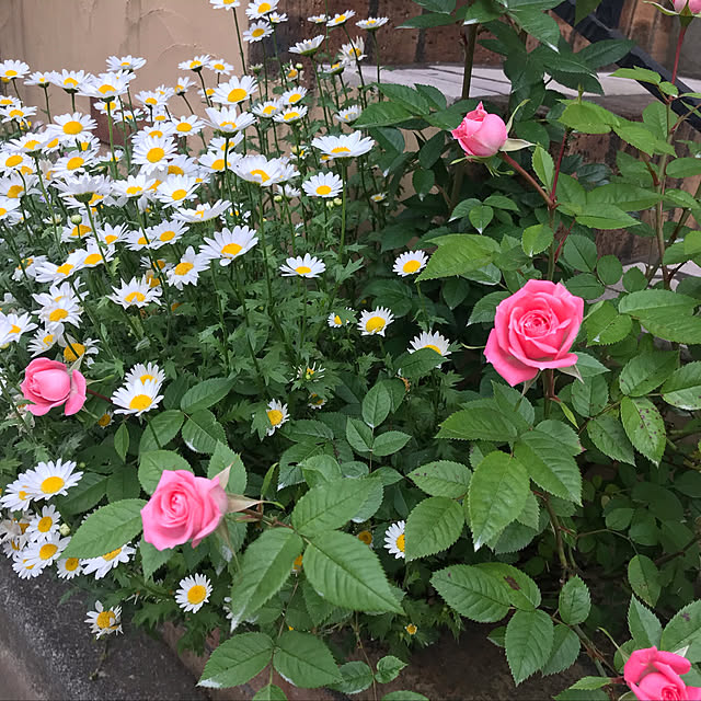 yukarinさんの実例写真