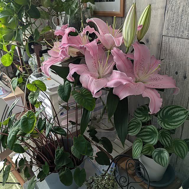 quanshanxia037さんの実例写真