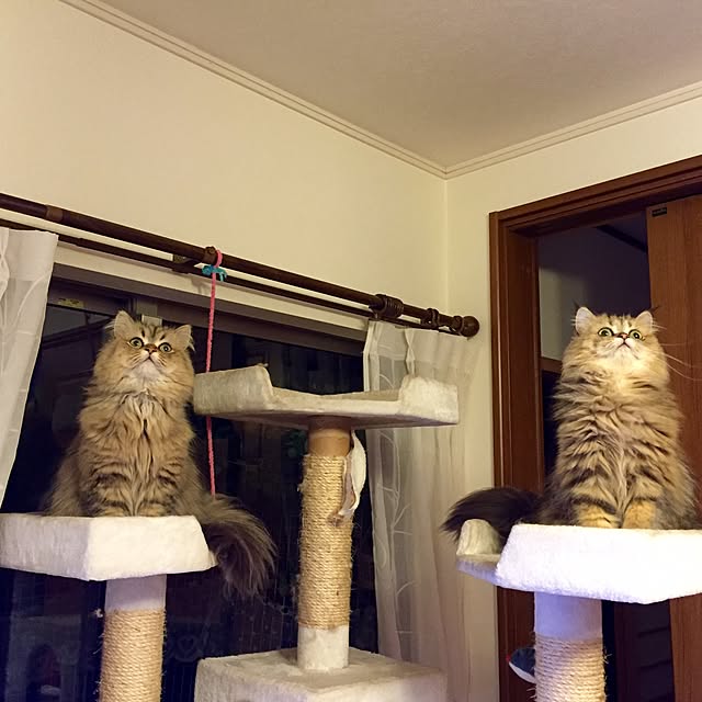 butachanさんの実例写真