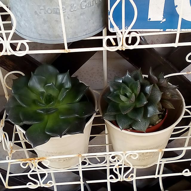 mariagardenさんの実例写真