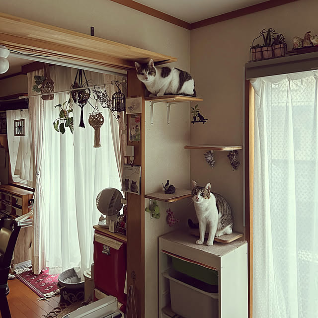 Lufuさんの実例写真