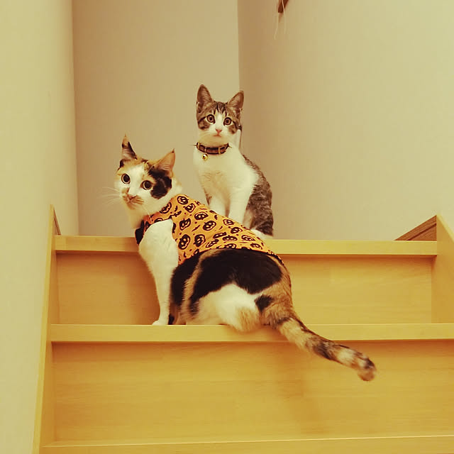 lemoned1126さんの実例写真