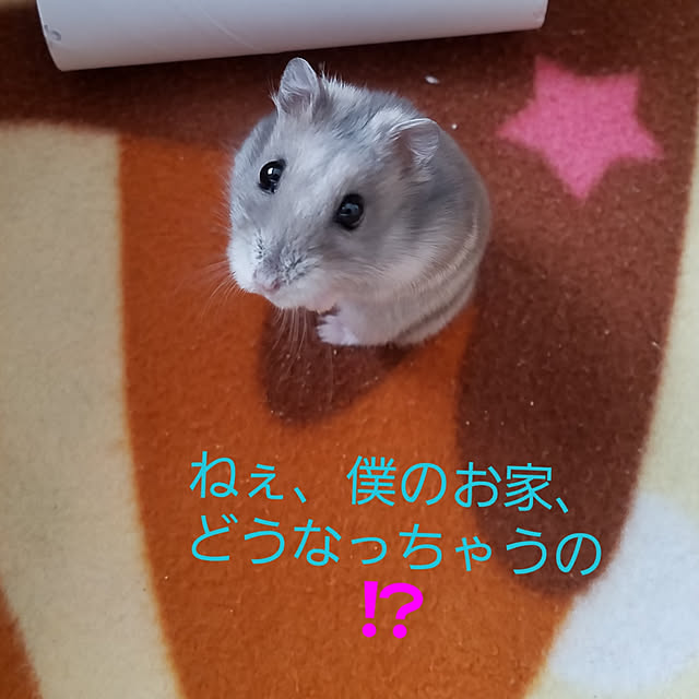 BAZさんの実例写真