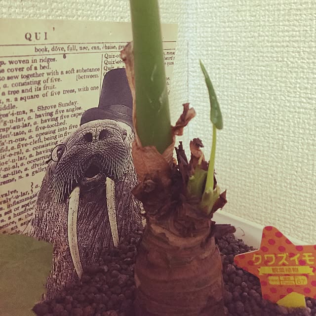 fu-sukeさんの実例写真