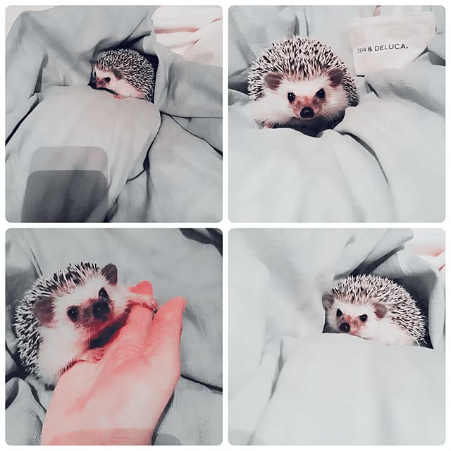 saokoさんの実例写真