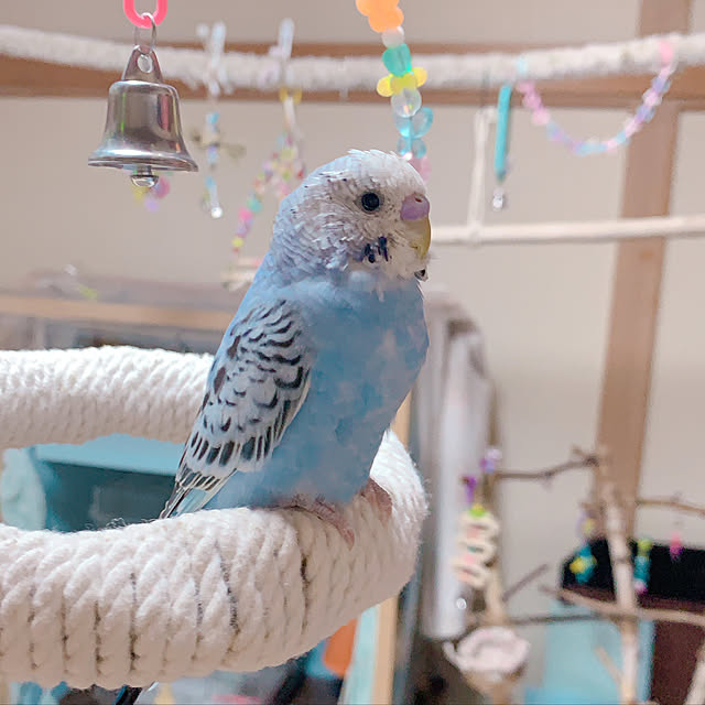 セキセイインコおとちゃん/ハンドメイド/一人暮らし/ナチュラル/観葉植物...などのインテリア実例 - 2021-02-03 23:16:50