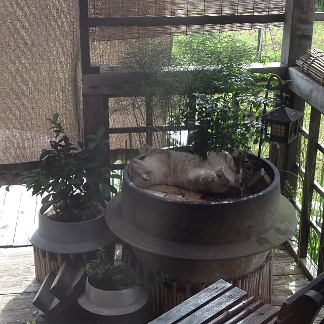 salyuさんの実例写真