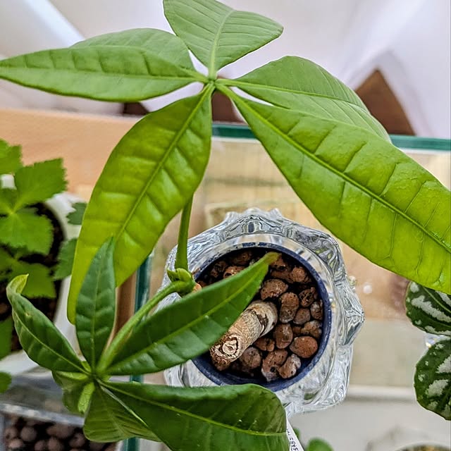 mi-saさんの部屋