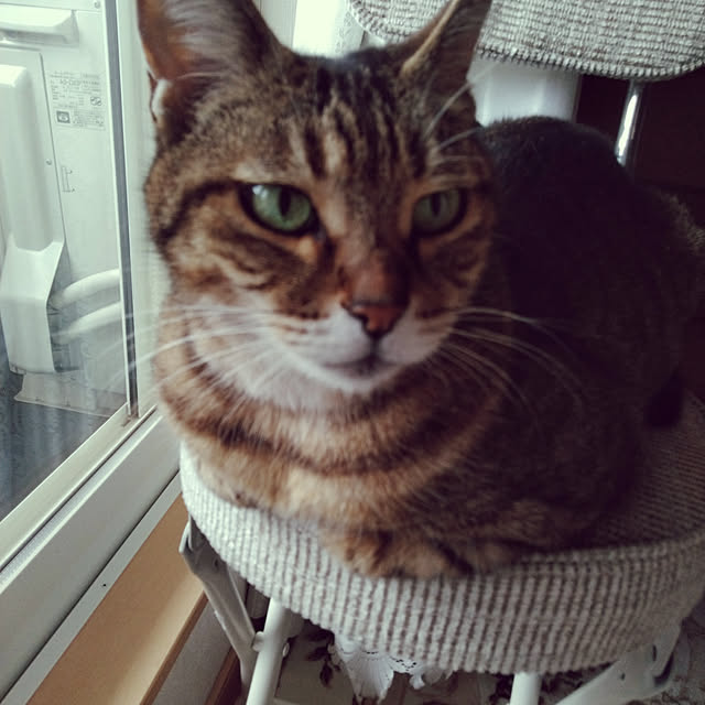 lilyさんの実例写真
