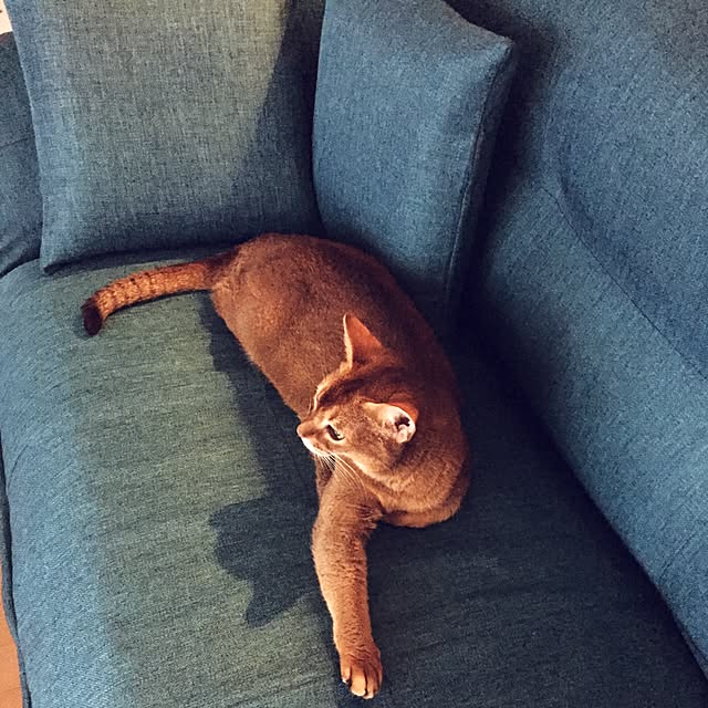 nenecoさんの実例写真