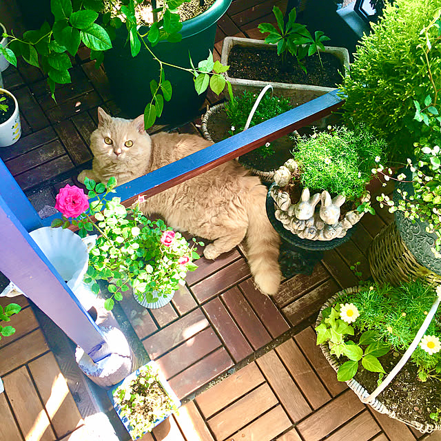naokoさんの実例写真