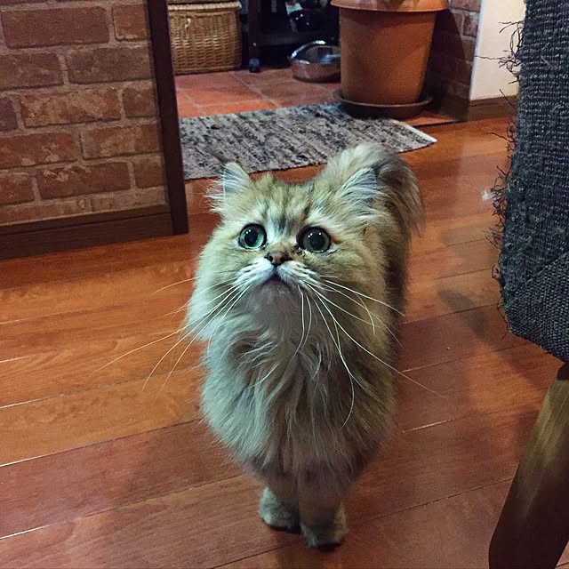 butachanさんの実例写真