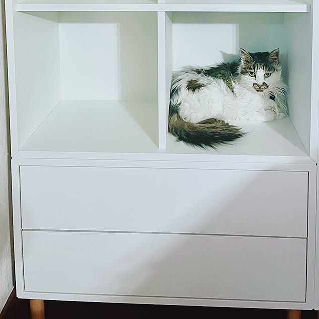 miao-kinさんの部屋