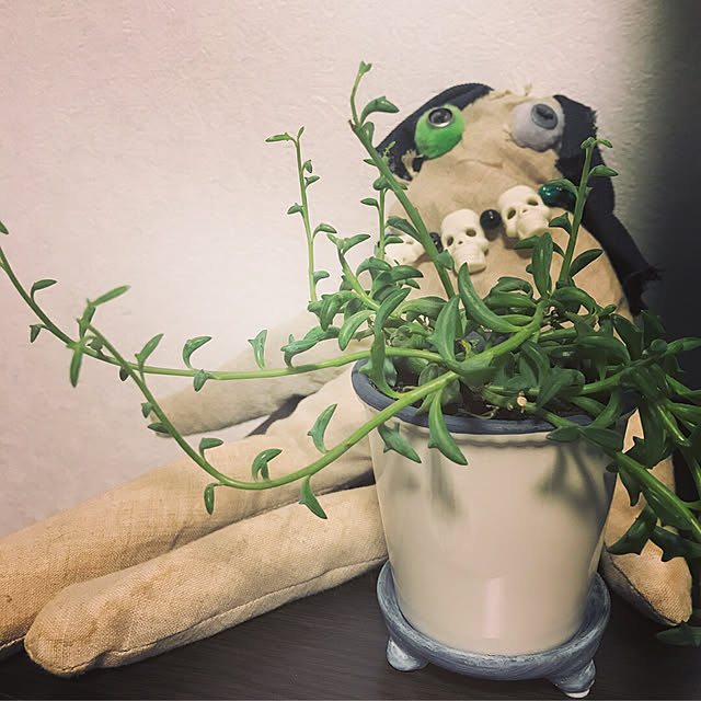 リビング/観葉植物/多肉植物のインテリア実例 - 2018-06-03 10:20:39