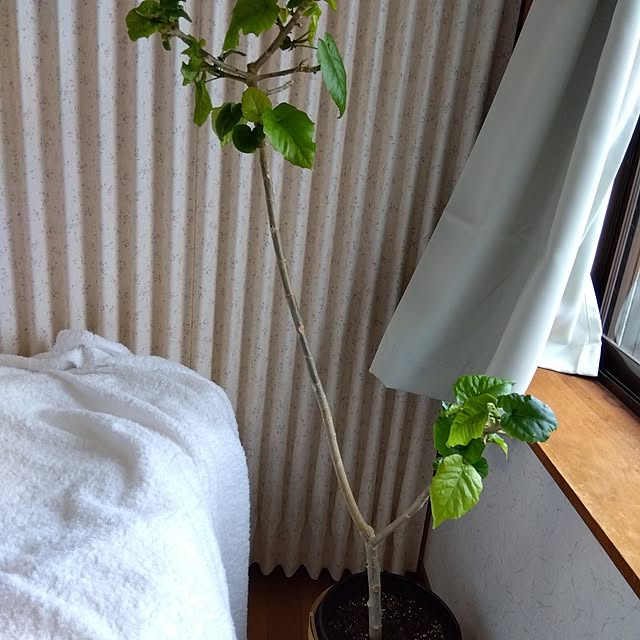 Motomeさんの部屋