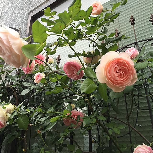 greenroseさんの実例写真