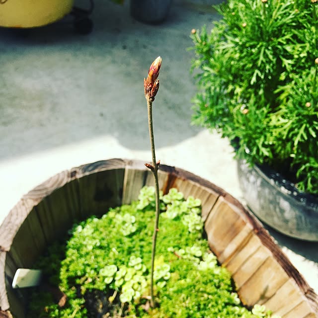 cocco0505さんの実例写真