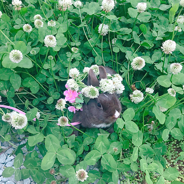 portulacaさんの実例写真
