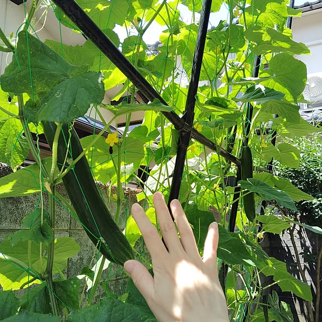 momomamaさんの実例写真