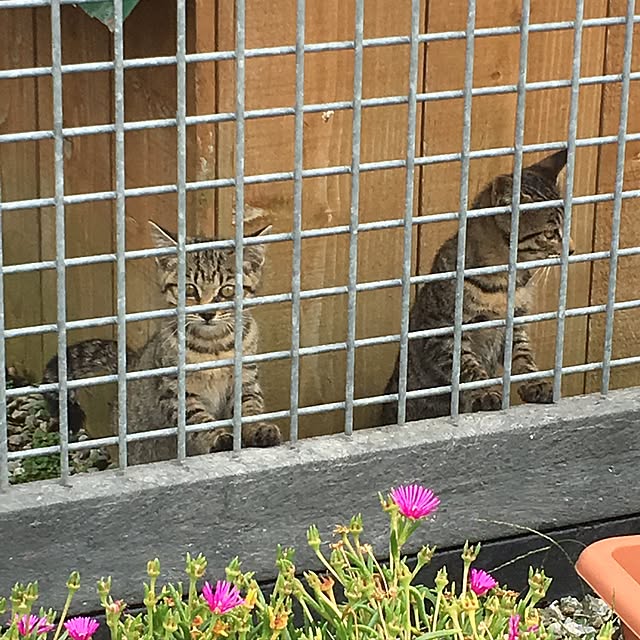 chi-koさんの実例写真