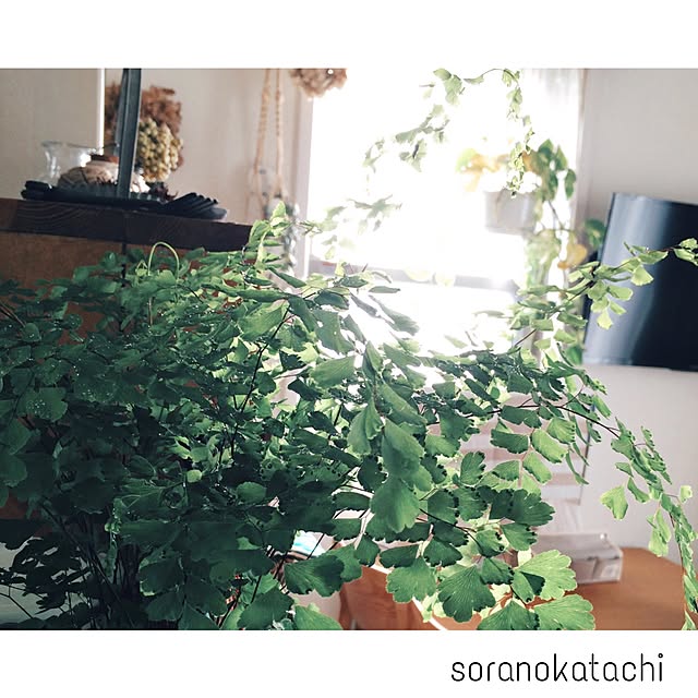 soranokatachiさんの実例写真