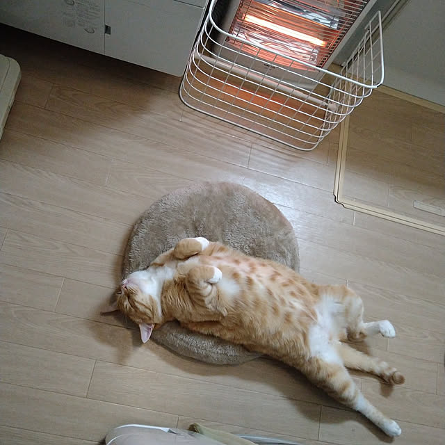 koromaroさんの実例写真
