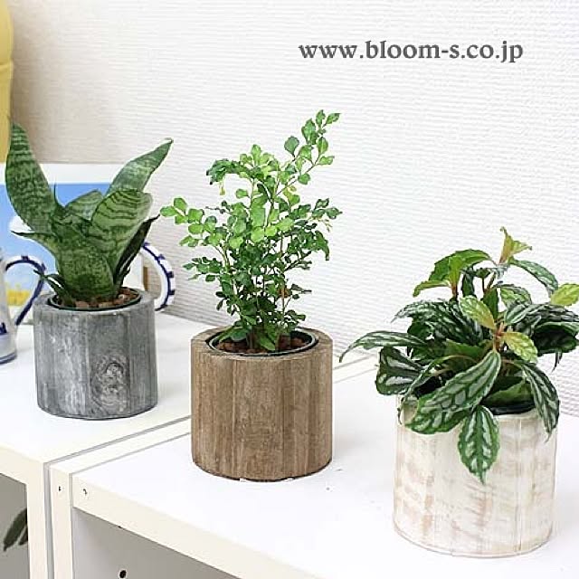 BloomingScapeさんの実例写真