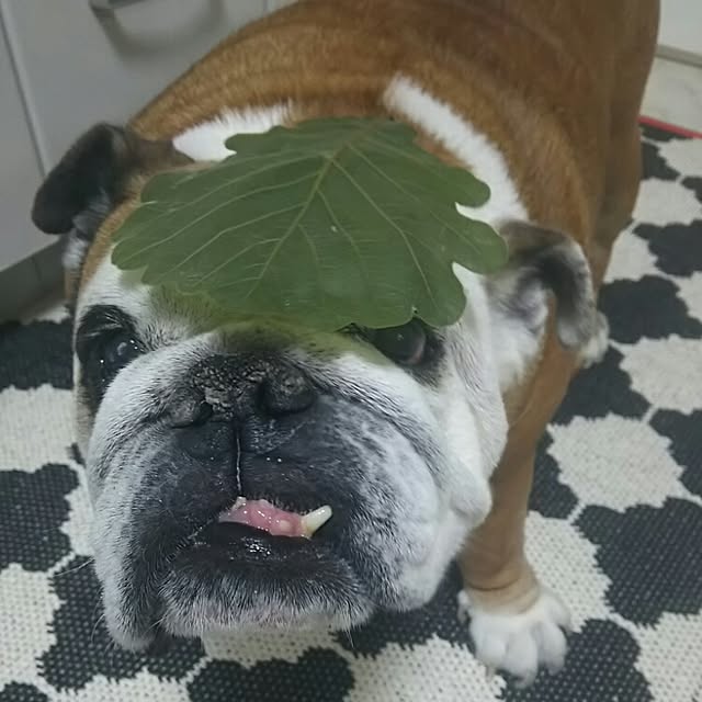 AandPさんの実例写真