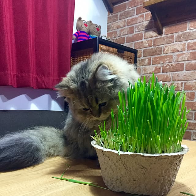 butachanさんの実例写真