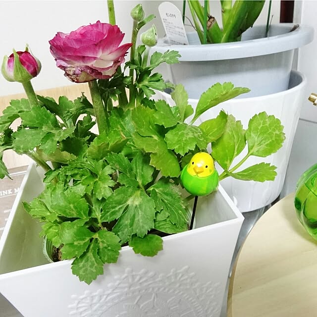 fmkiwi76さんの実例写真