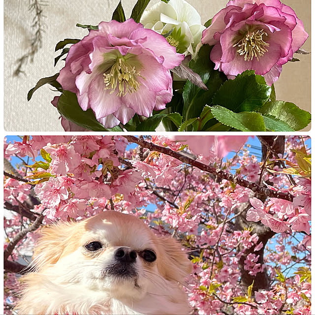 natsumiさんの実例写真