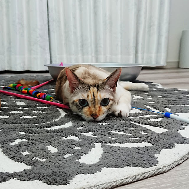 kohakuさんの実例写真