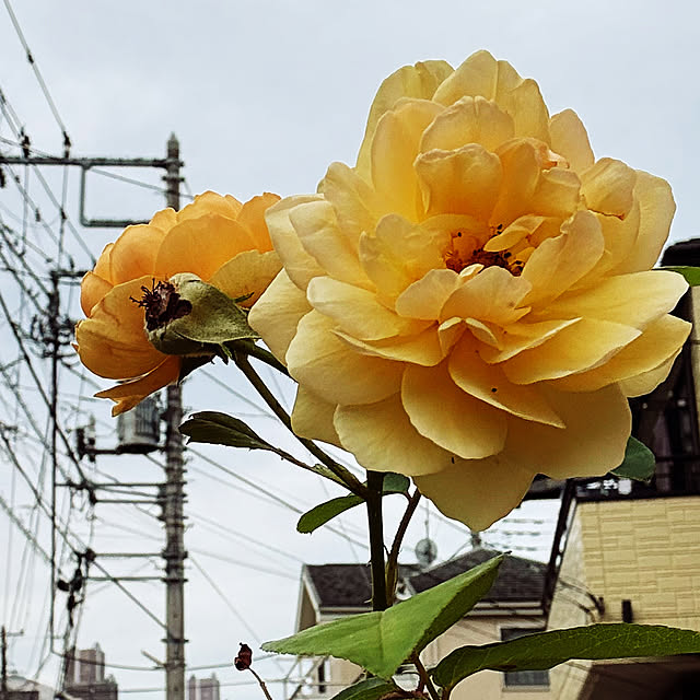 KYONさんの部屋