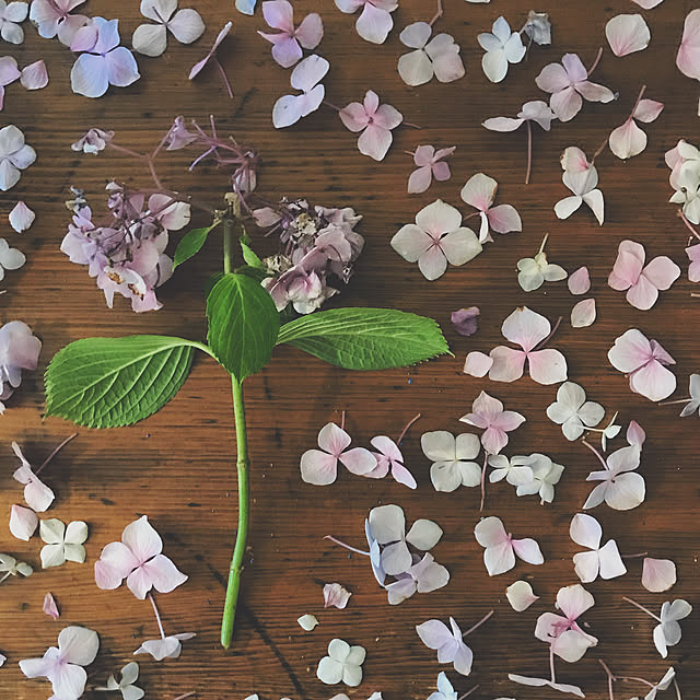 机/植物のある暮らし/花を愉しむ/暮らし/花のある暮らし...などのインテリア実例 - 2018-07-20 20:01:14
