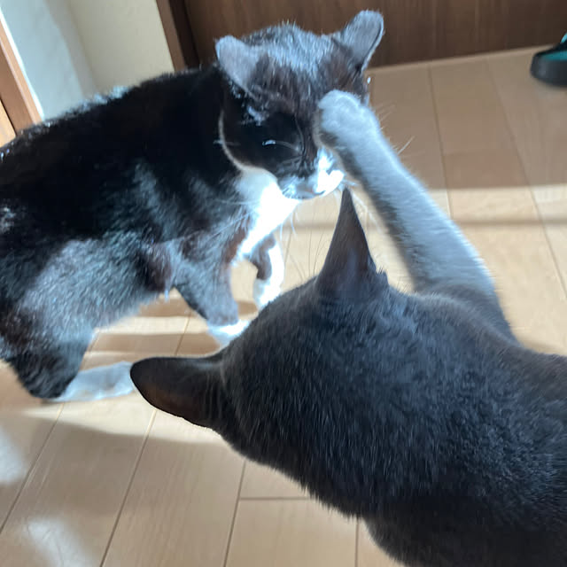 nekoさんの部屋