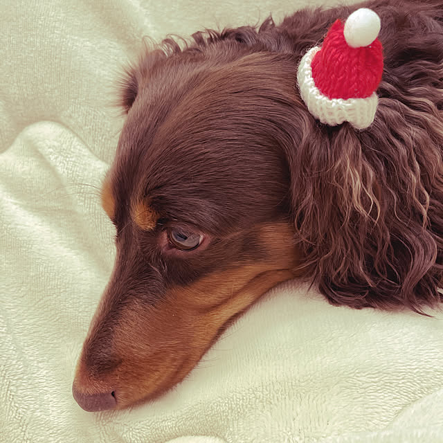 satonoriさんの実例写真