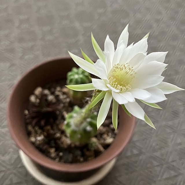 whiteさんの実例写真
