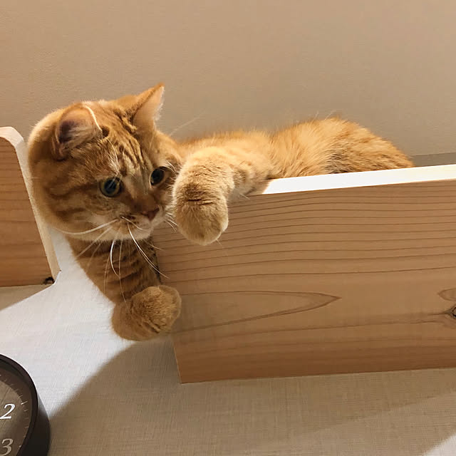 emishiraishiさんの実例写真