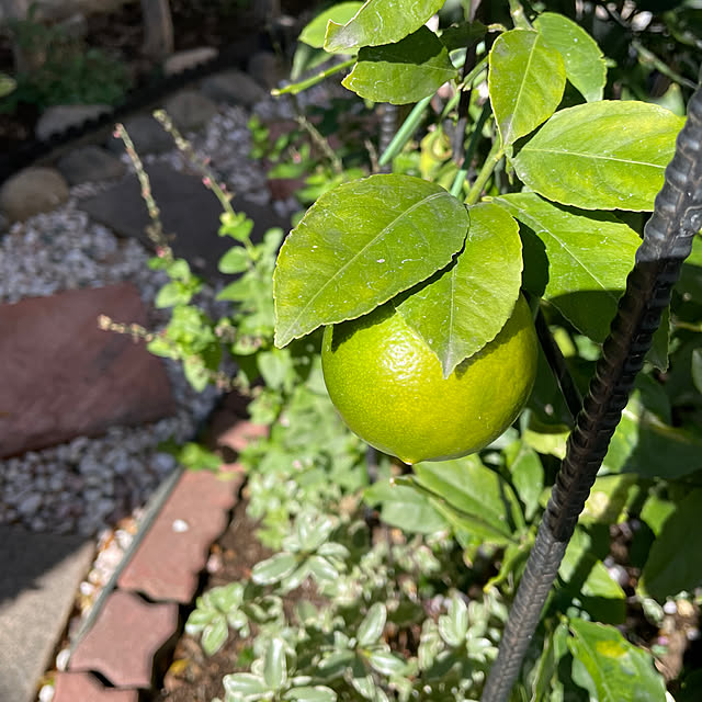 ronronさんの部屋