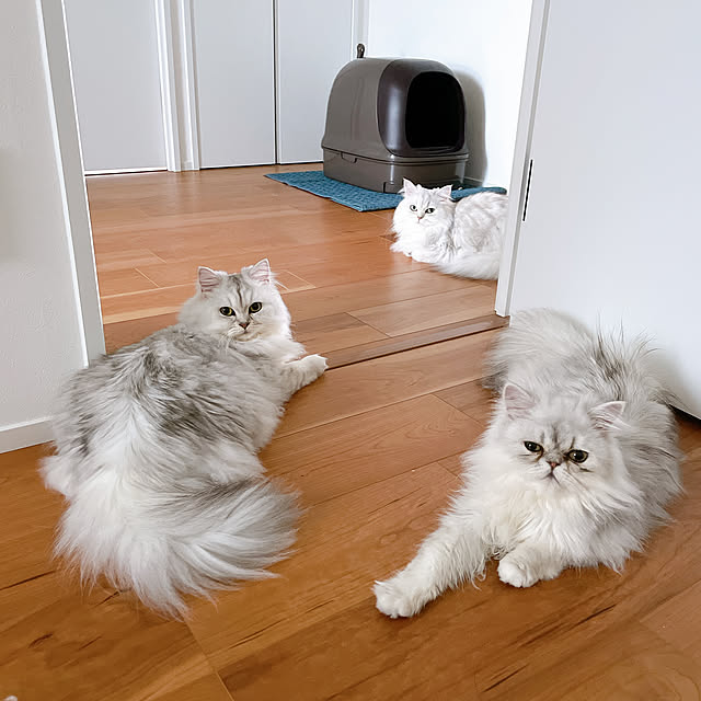 belleletさんの実例写真