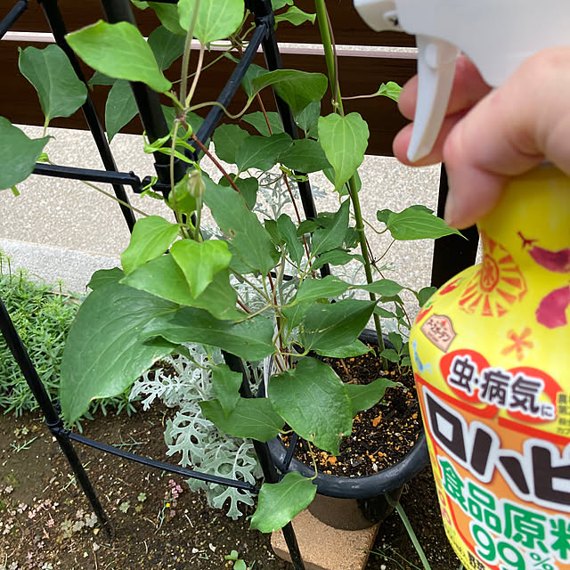 mamimamiさんの実例写真