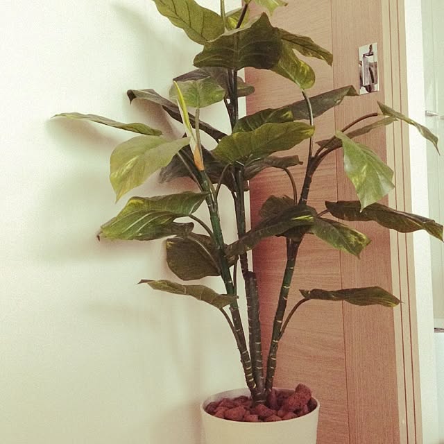 部屋全体/植物のインテリア実例 - 2014-03-14 12:22:35